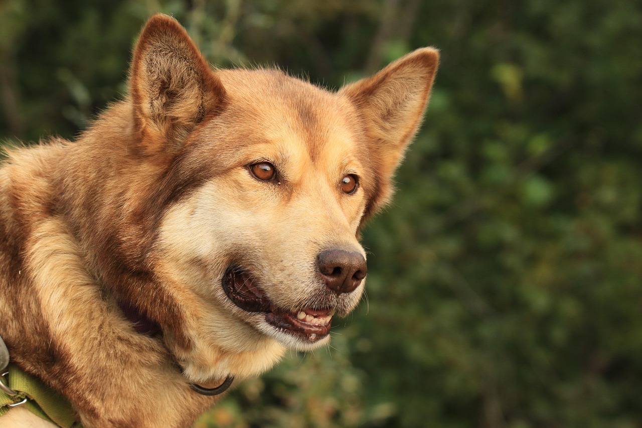 The Rise of Alaska Pet Preform Manufacturers in India: Trends and Innovations