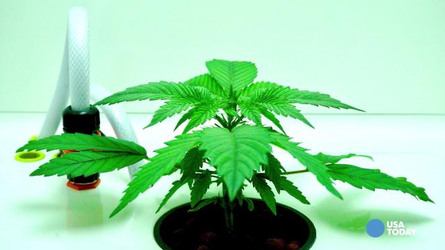 Cannabis Equipment
