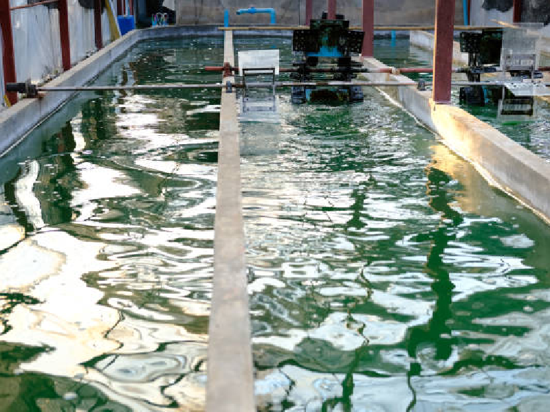 spirulina farming solution