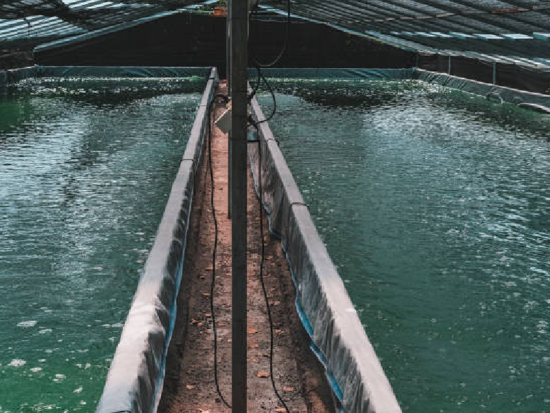spirulina farming solution